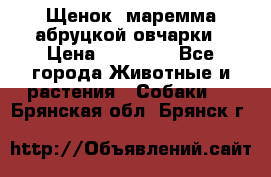 Щенок  маремма абруцкой овчарки › Цена ­ 50 000 - Все города Животные и растения » Собаки   . Брянская обл.,Брянск г.